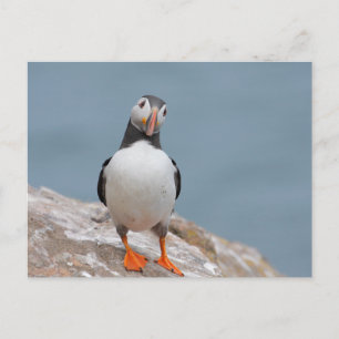Skomer Island Puffins Vykort