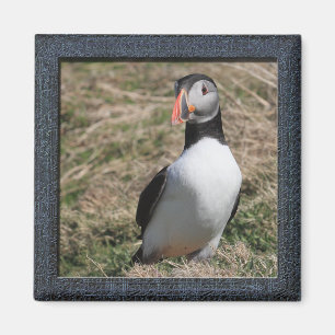 Skomer öPuffins Magnet