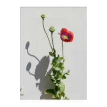 Skönhet är också Beasten