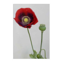 Skönhet är också Beasten