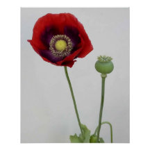 Skönhet är också Beasten.