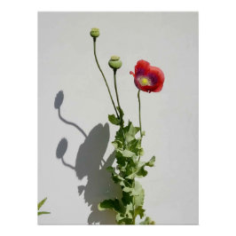 Skönhet är också Beasten. Perfect Poster