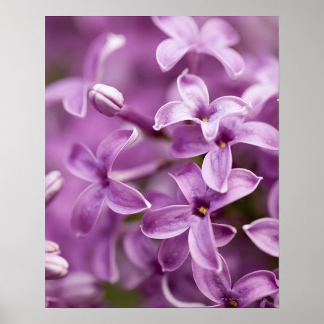 Skönhet i naturen - Lila Lilac Poster (Framsidan)