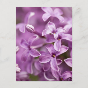 Skönhet i naturen - Lila Lilac Vykort
