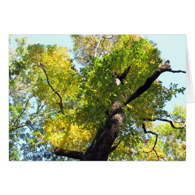 Skönhet i NJ Hälsningskort (Framsidan Horizontal)