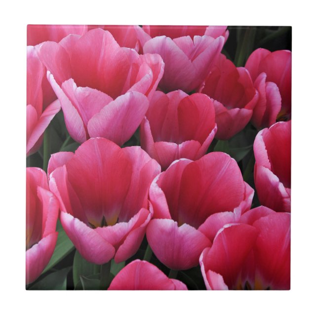 skönhet i rosa tulpaner kakelplatta (Framsidan)