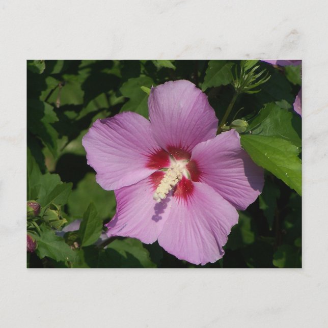 Skönhet i Rosa Vykort (Framsida)