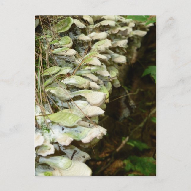 Skönhet i skogen vykort (Framsida)