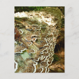 Skönhet i Små Saker Vykort