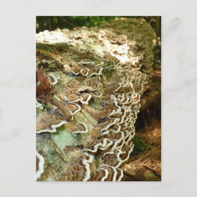 Skönhet i Små Saker Vykort (Framsida)