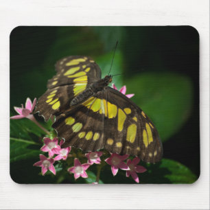 Skönhet i Stars Mousepad Musmatta