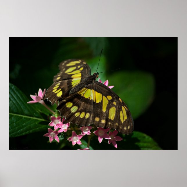 Skönhet i stjärnutskriften poster (Framsidan)