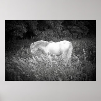 Skönhet i svartvitt poster