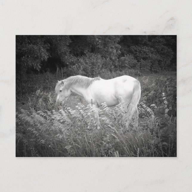 Skönhet i svartvitt vykort (Framsida)