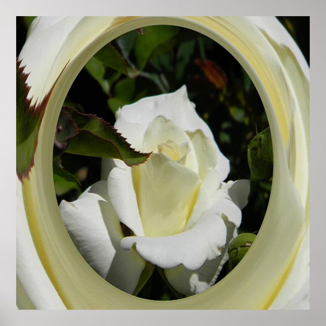 Skönhet..... Poster (Framsidan)