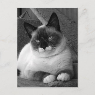 Skönhet (svart och vitt) vykort