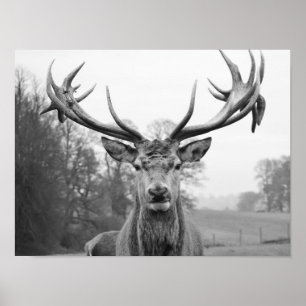 Skönhet till naturen poster