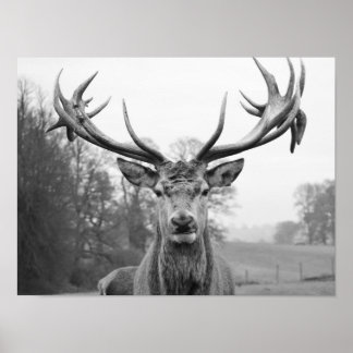 Skönhet till naturen poster