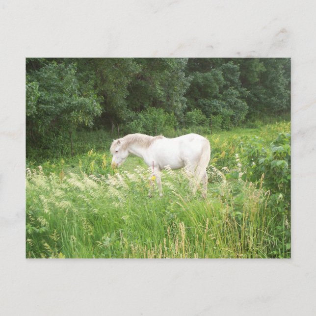 skönhet vykort (Framsida)