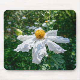 Skör Blomning av Skogs ljus Musmatta