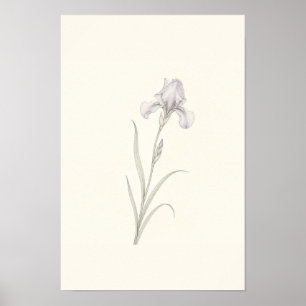 Skör Iris Skiss Minimalistisk Botanisk Väggkonst