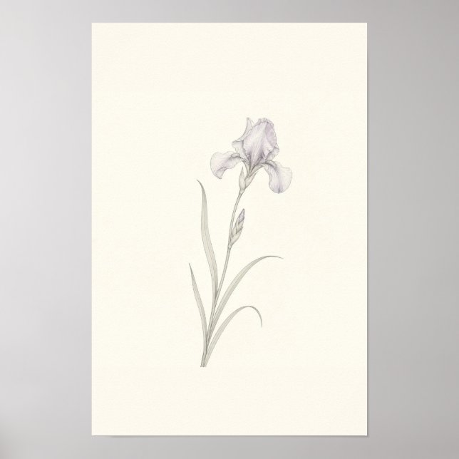 Skör Iris Skiss Minimalistisk Botanisk Väggkonst (Framsidan)