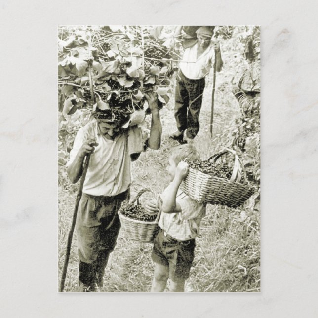 skörd av vin skapar Vin Vykort (Framsida)