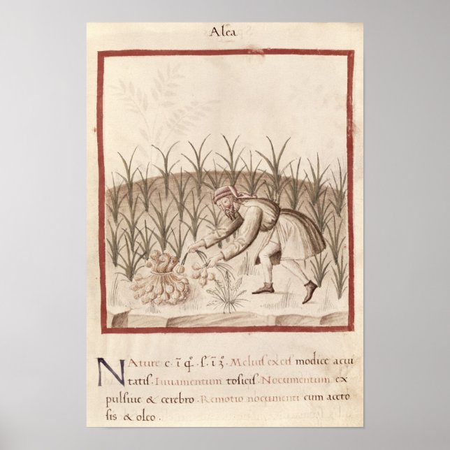 Skörd vitlök poster (Framsidan)