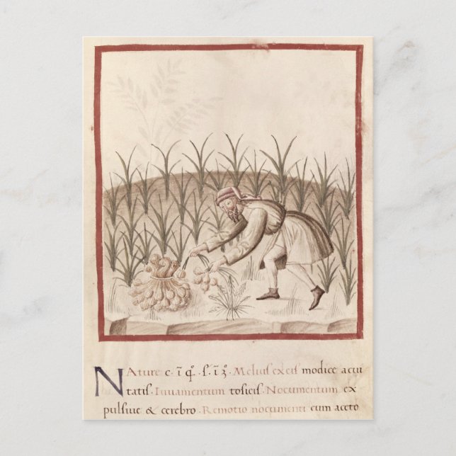 Skörd vitlök vykort (Framsida)