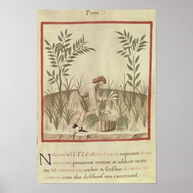 Skörda purjolök från Tacuinum Sanitatis Poster (Framsidan)