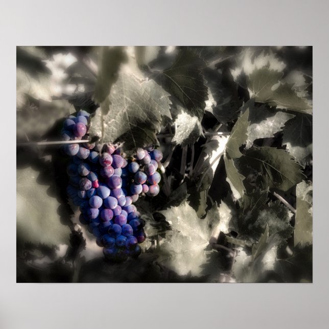 Skördefest på Tefft Cellars huvudvingård Poster (Framsidan)