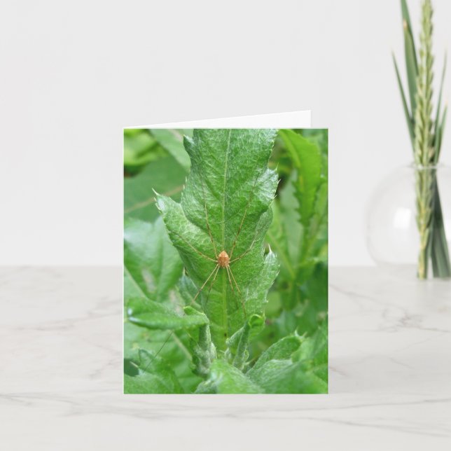 Skördeman Daddy Longlegs Notkort Kort (Framsida)