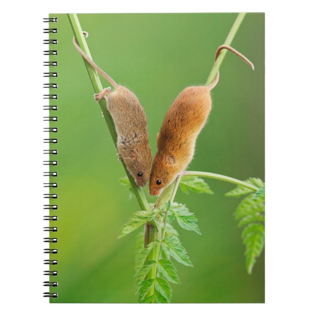 Skördmusanteckningsbok Anteckningsbok (Framsidan)