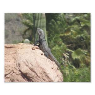 Skornig Iguana Fototryck