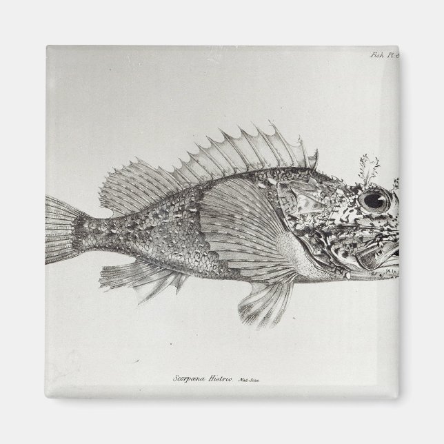 Skorpion Fish Magnet (Framsidan)