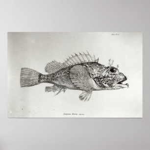 Skorpion Fish Poster
