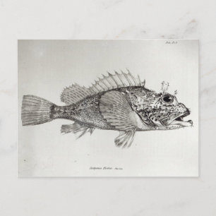 Skorpion Fish Vykort