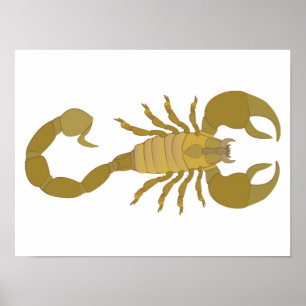 Skorpion Poster