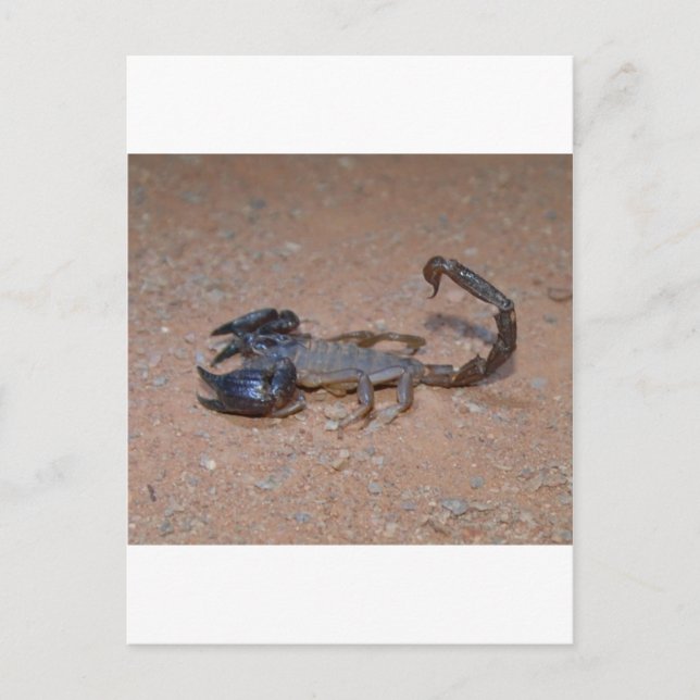 Skorpion Vykort (Framsida)