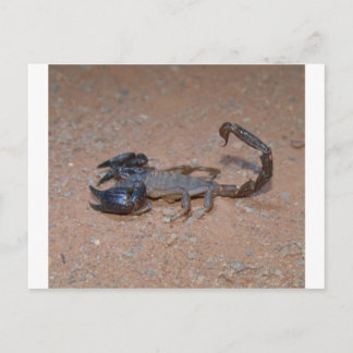 Skorpion Vykort