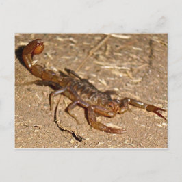 Skorpion Vykort