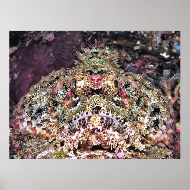 Skorpionfisk nära poster (Framsidan)