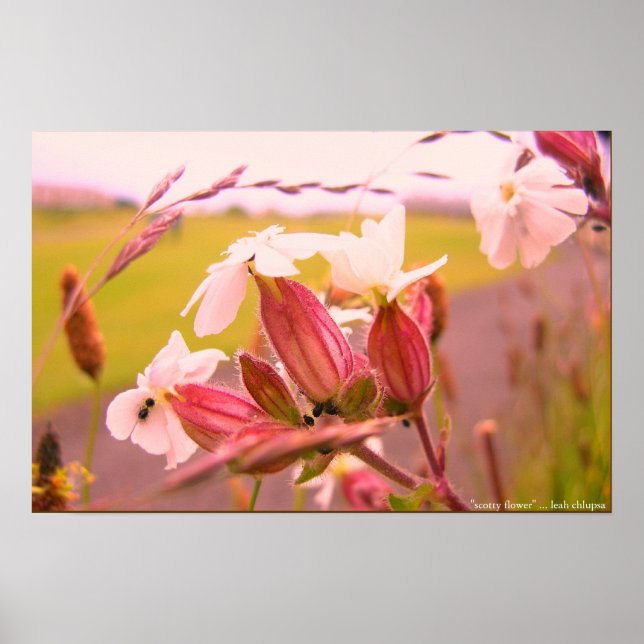 skotblomma poster (Framsidan)