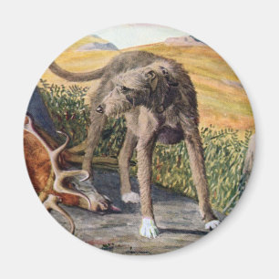 Skotsk deerhound magnet