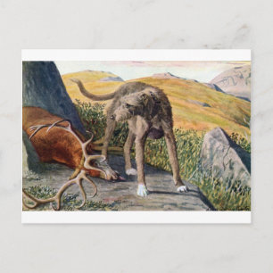 Skotsk deerhound vykort