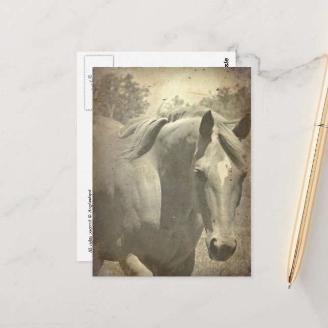 Skotsk Falsk Vintage Vykort (Fram/Back In Situ)