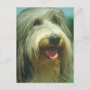Skotsk fårhund vykort