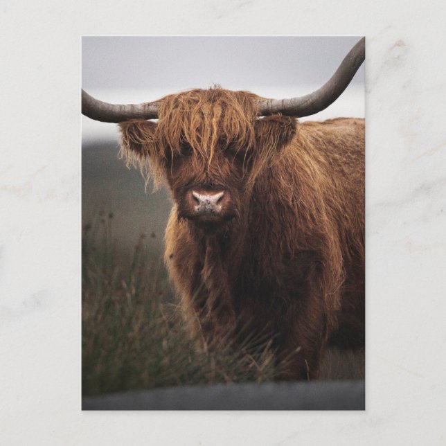 Skotsk Highland Cow (Coo) Foto Vykort (Framsida)