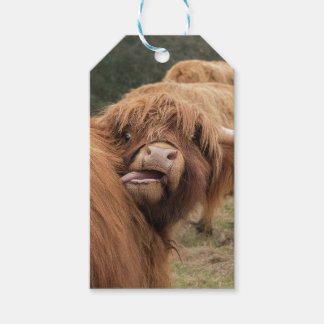 Skotsk Highland ko fotografi Presentetikett