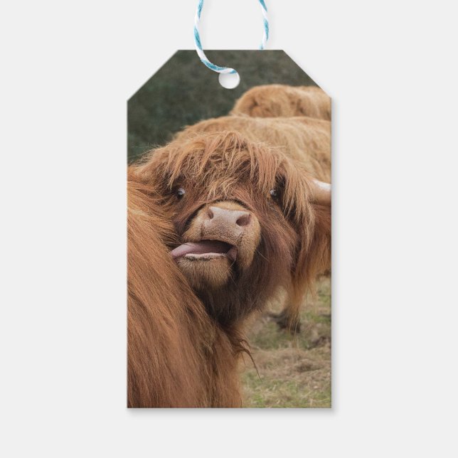 Skotsk Highland ko fotografi  Presentetikett (Framsidan)